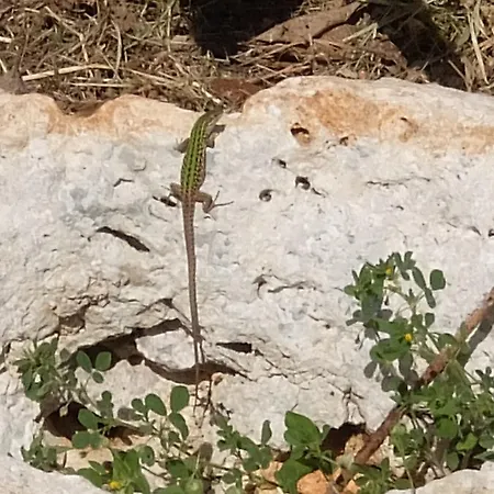 Serracca *