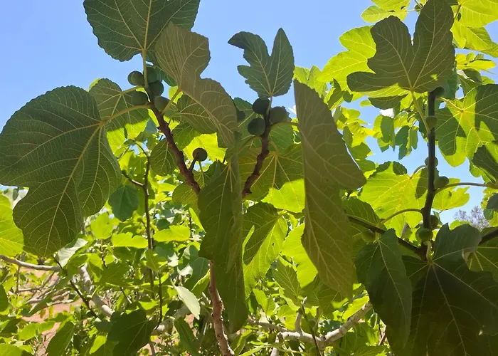 Serracca דירה גאליאנו דל קאפו